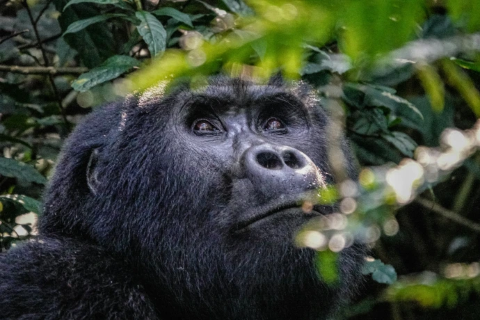 A gorilla looks up through lush green foliage. A gorilla looks up through lush green foliage.